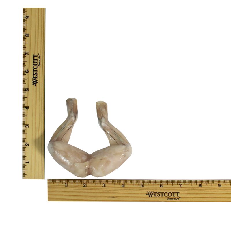 FROG LEGS RETAIL BOX